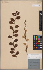 Foto von Salix aurita L.